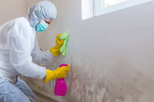 Best Attic Mold Removal in Madera Acres, CA